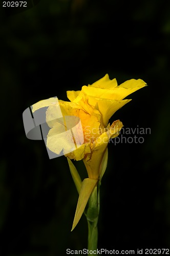 Image of Troipcal Flower