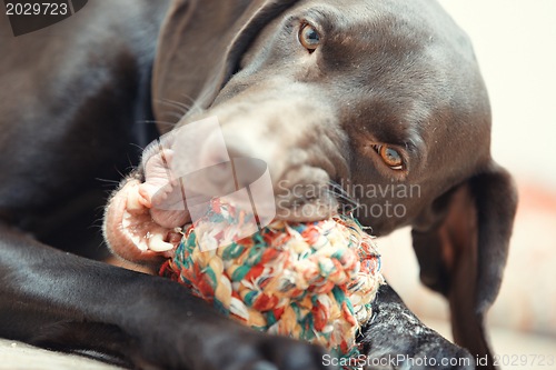 Image of Dog and ball