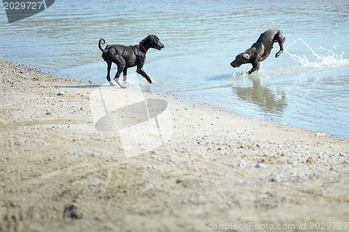 Image of Two dogs playing