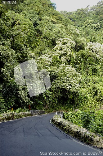 Image of Tropical Highway