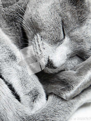 Image of Sleeping cat