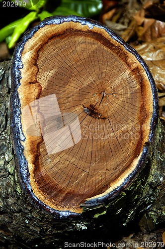 Image of Side View of a Log