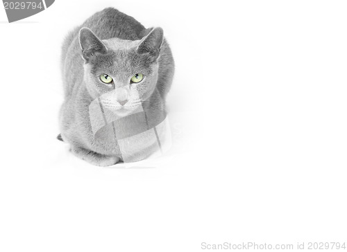 Image of Russian blue cat