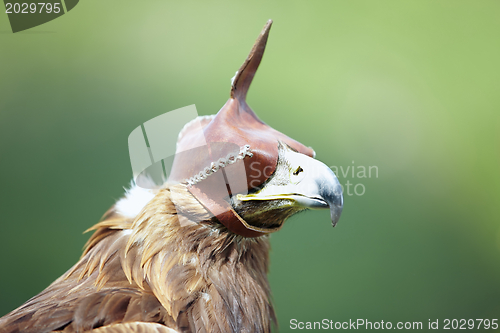 Image of Hunting falcon