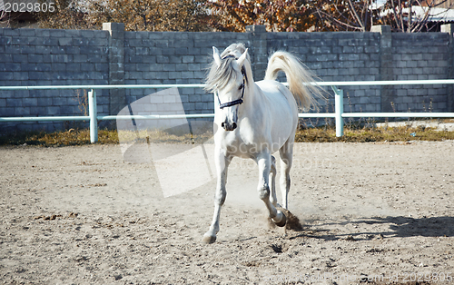 Image of White horse