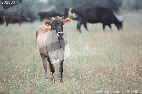 Image of Cows