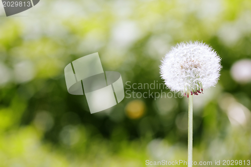 Image of Dandelion