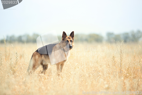 Image of German sheepdog