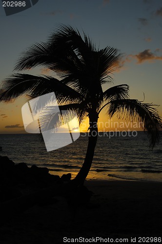 Image of Tropical sunset