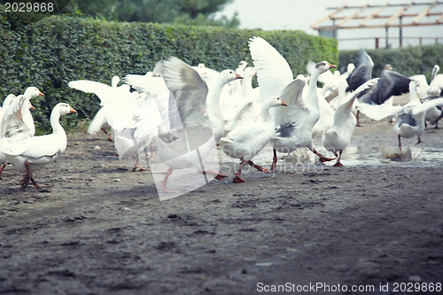 Image of Geese running