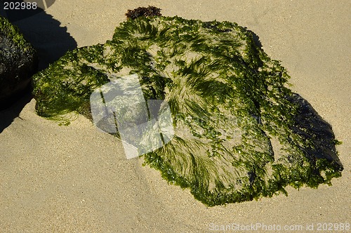 Image of Algae