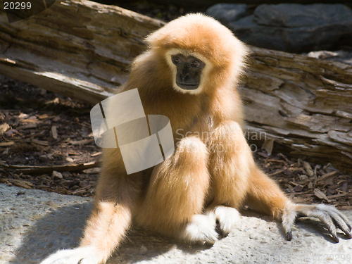 Image of Closeup of White-Handed Gibbon