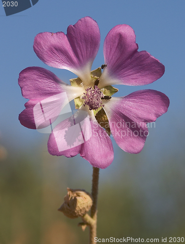 Image of Malva sylvestris, cretan Mallow