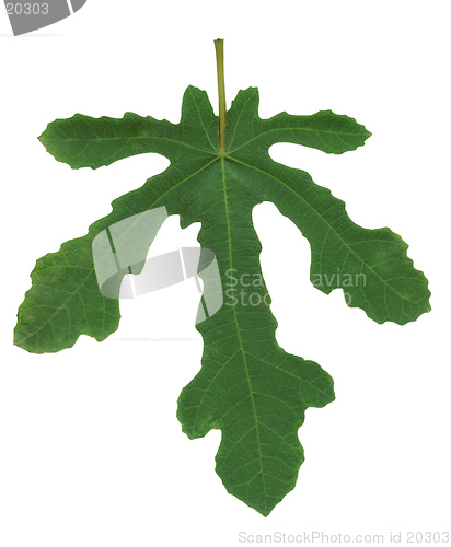 Image of Fig leaf