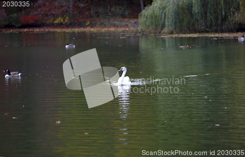 Image of Swan