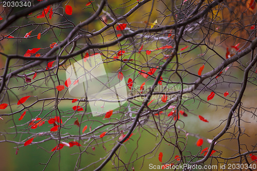 Image of Colorful autumn