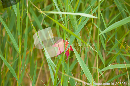 Image of Autumn leaf