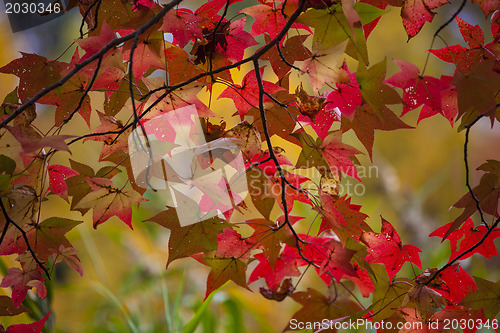 Image of Colorful autumn