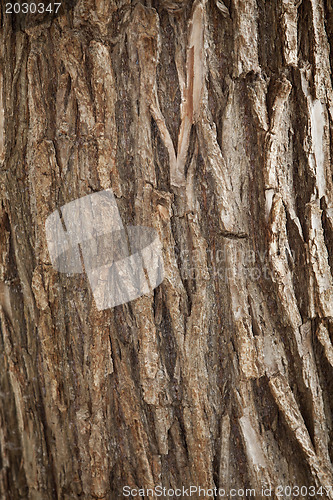 Image of Bark of Pine Tree