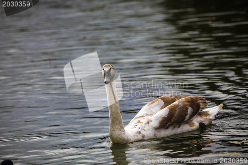 Image of Swan