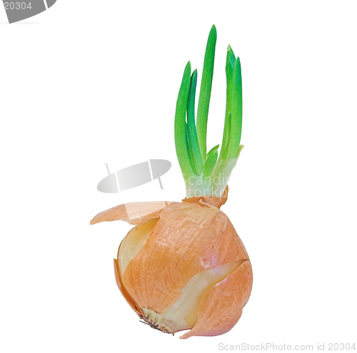 Image of Sprouting onion