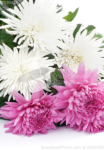 Image of Chrysanthemum