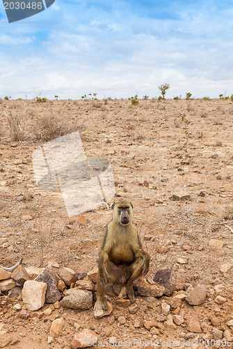 Image of Baboon in Kenya