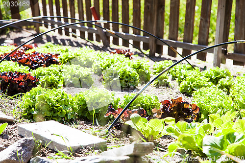 Image of Vegetable Garden