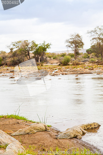 Image of Kenian crocodiles