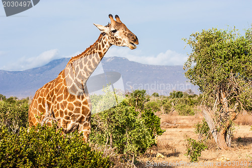 Image of Free Giraffe in Kenya