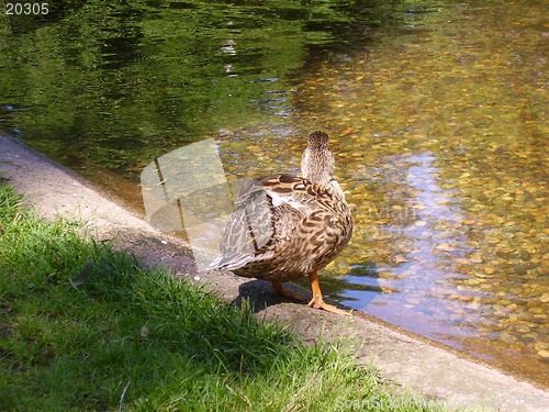 Image of Duck