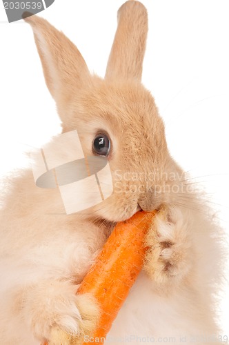 Image of Cute rabbit