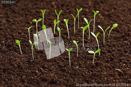 Image of Green seedling