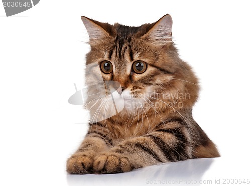 Image of Cute cat