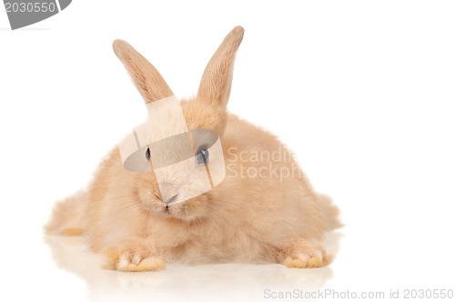 Image of Cute rabbit