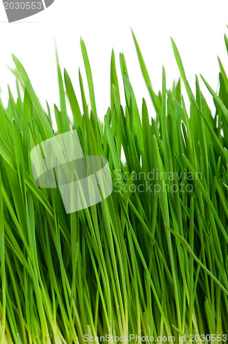 Image of Wheat grass