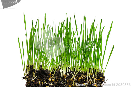 Image of Wheat grass