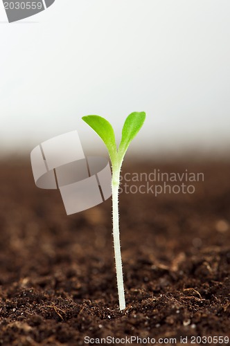 Image of Green seedling