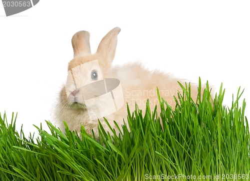 Image of Rabbit in grass