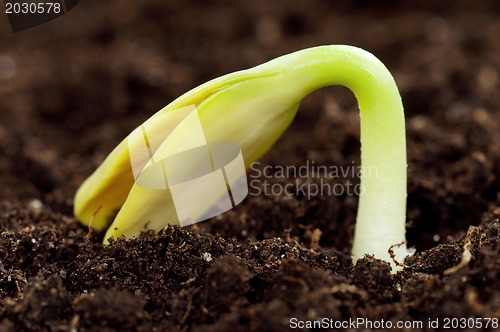 Image of Green seedling