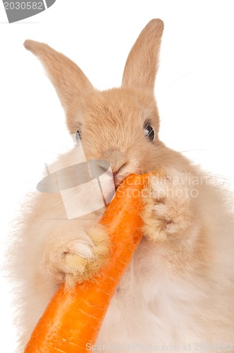 Image of Cute rabbit