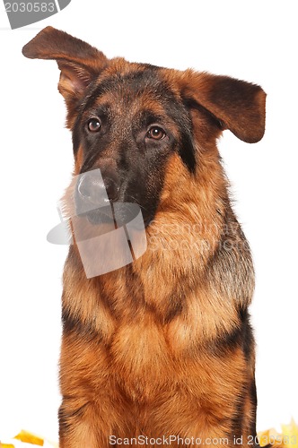 Image of German shepherd