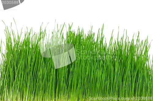 Image of Wheat grass