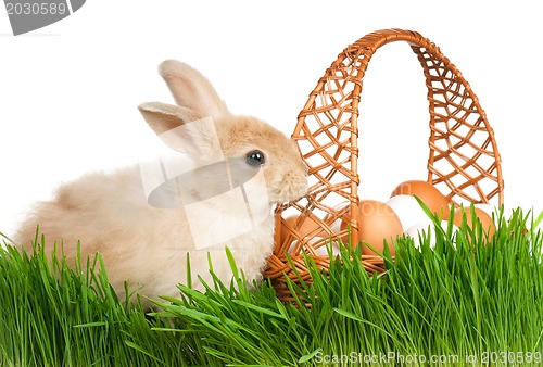 Image of Rabbit in grass