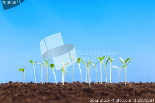 Image of Green seedling