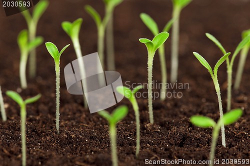 Image of Green seedling