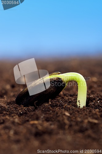 Image of Green seedling