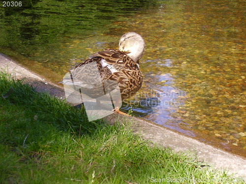 Image of Duck