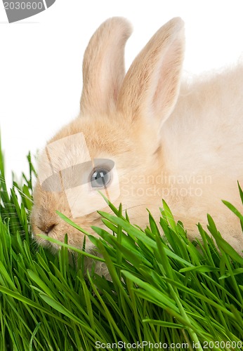 Image of Rabbit in grass