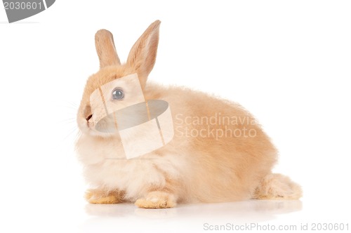 Image of Cute rabbit